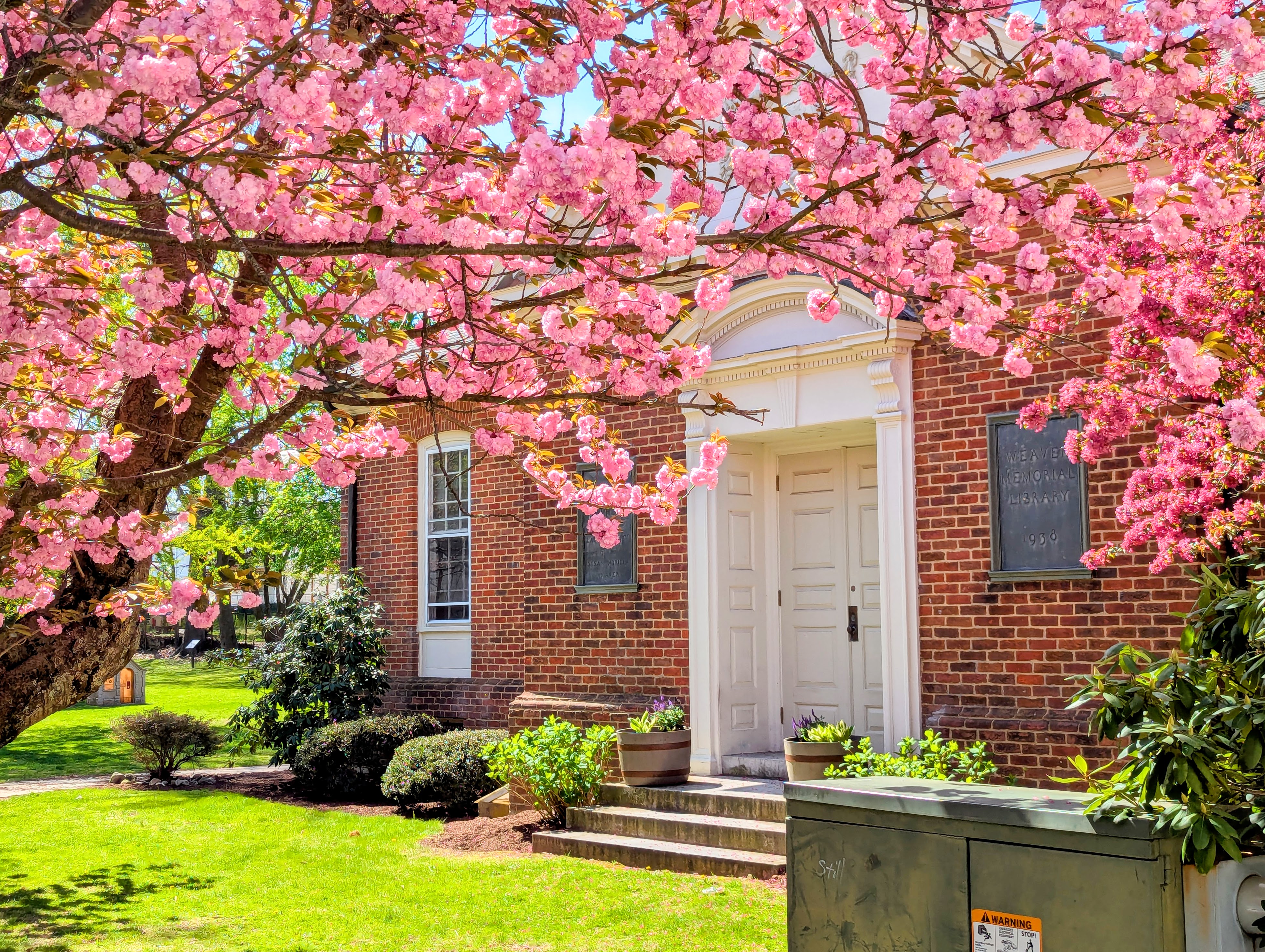 Weaver Library Front Spring Cherry Blossoms