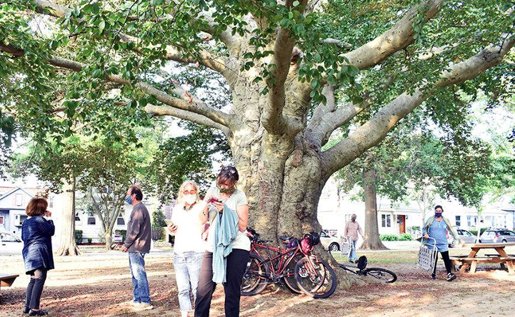 Image of Copper Beech tree from 2020