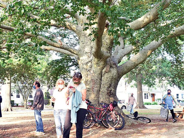 Image of Copper Beech tree from 2020